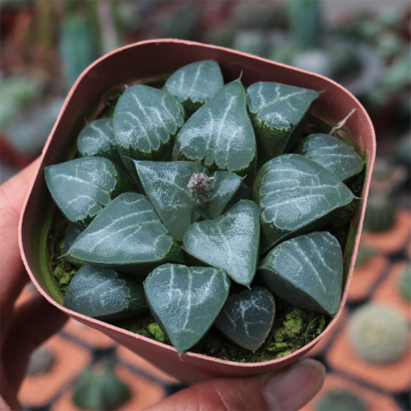 Haworthia Moon Shadow