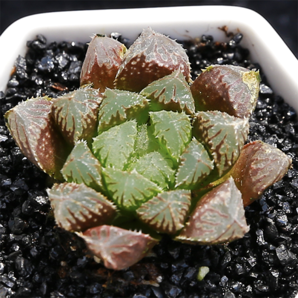 Haworthia Red Rock