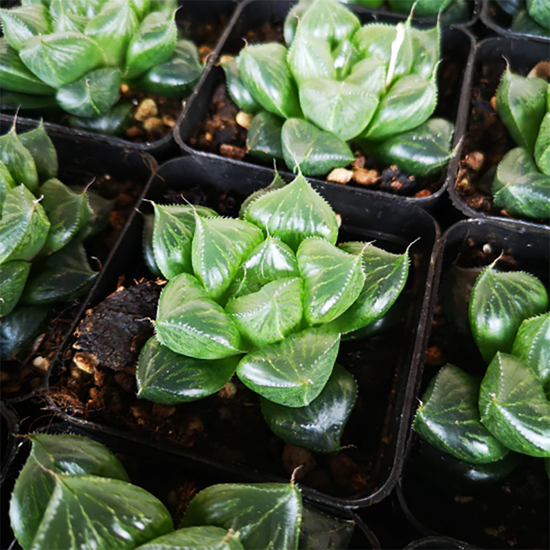 Haworthia Sansenjyu