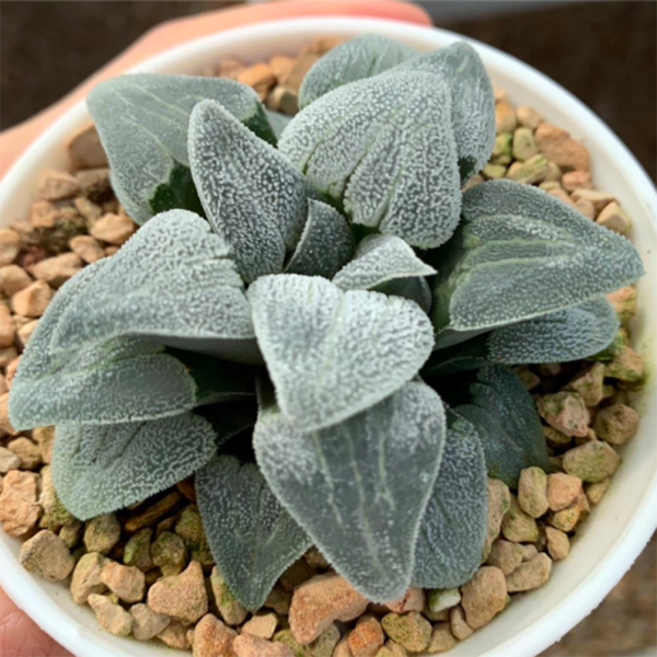 Haworthia Silver Railway