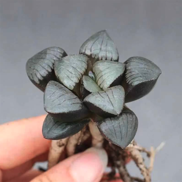 Haworthia Sun Moon Lake