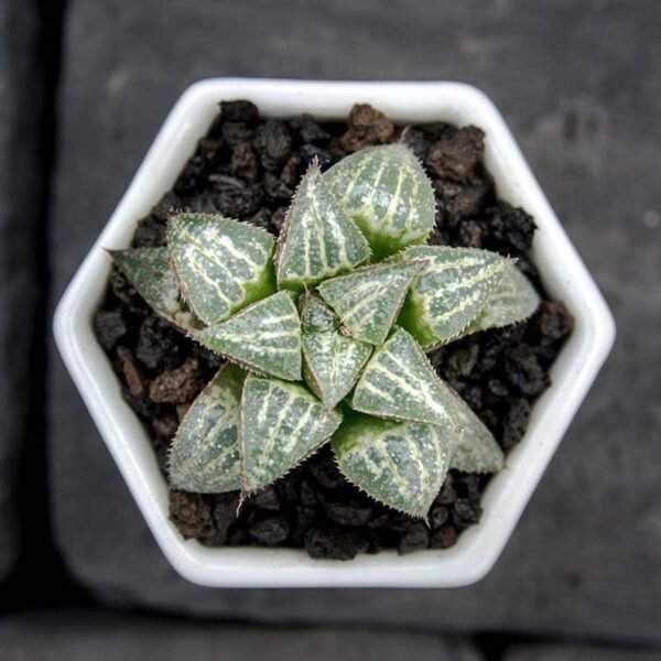 Haworthia Yuki Keshiki