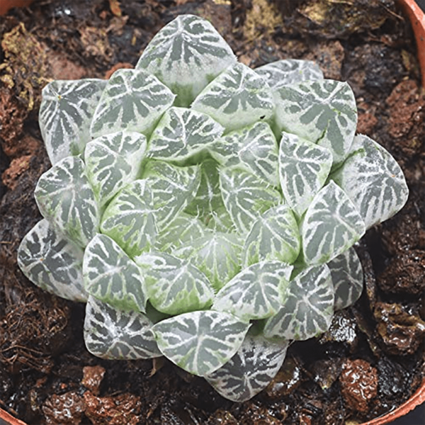 Haworthia cooperi cv. variegata