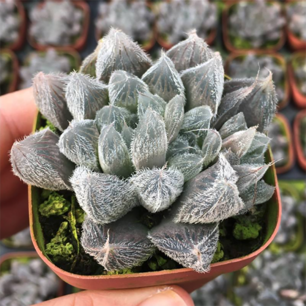 Haworthia Cooperi Var. Venusta