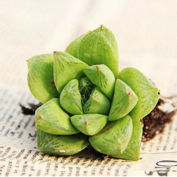 Haworthia cymbiformis var. obtusa