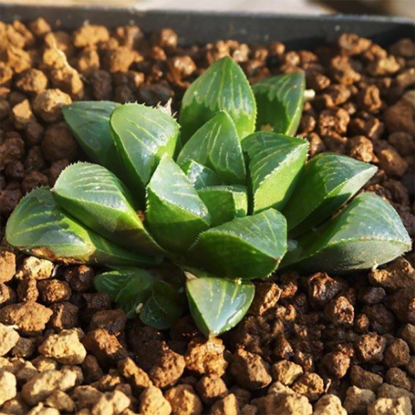 Haworthia heidelbergensis