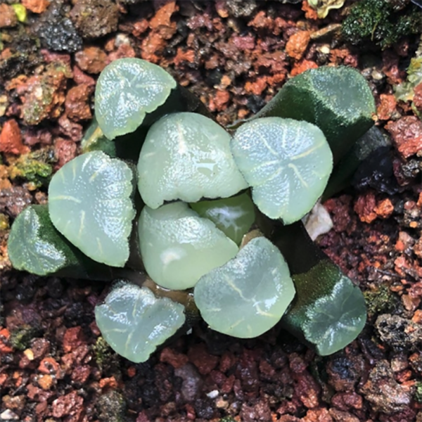 Haworthia maughanii AURORA