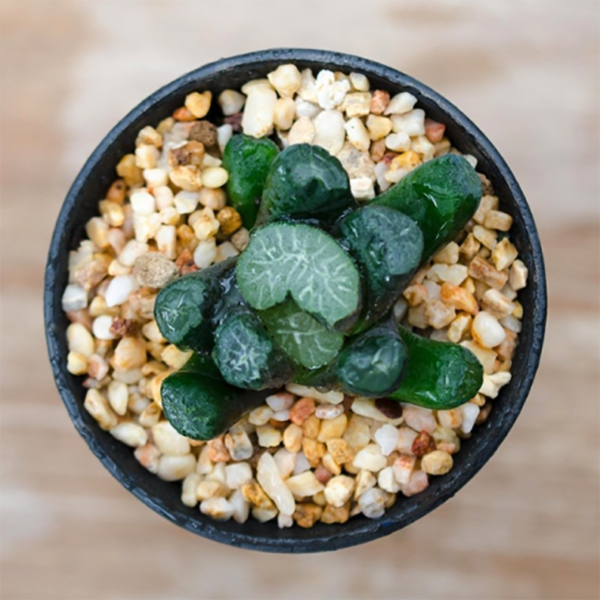 Haworthia maughanii Shirotae