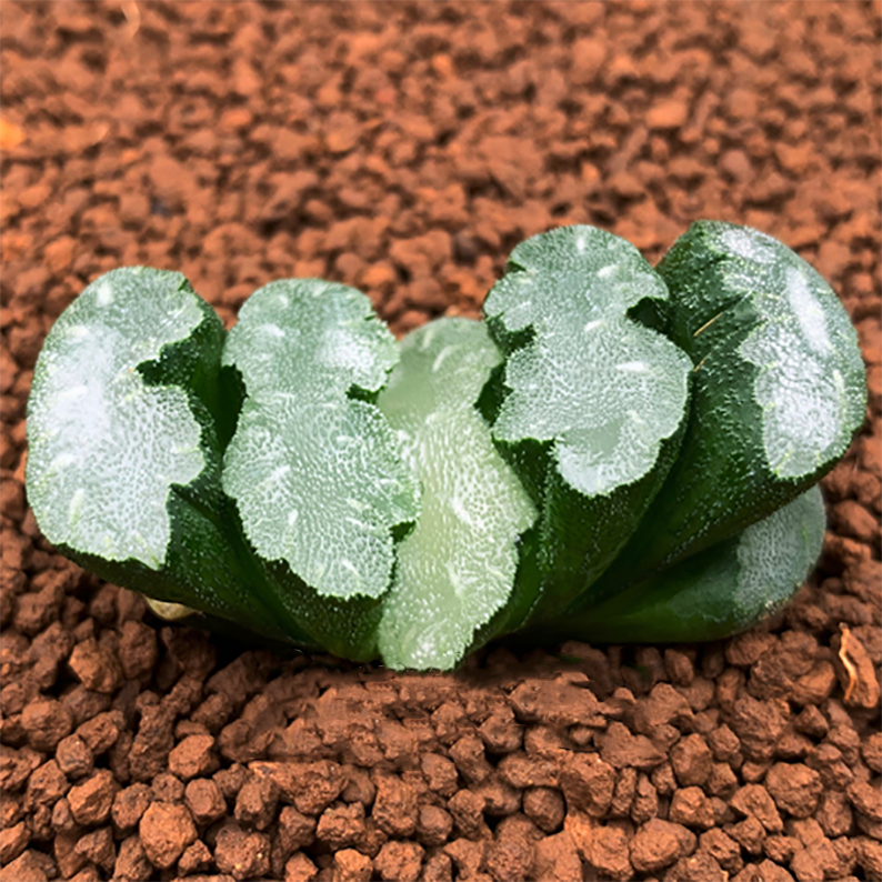 Haworthia Truncata Mammoth