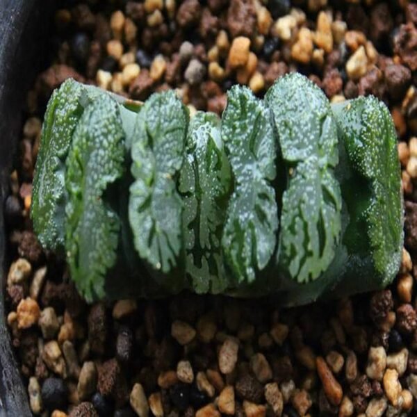 Haworthia Truncata R2