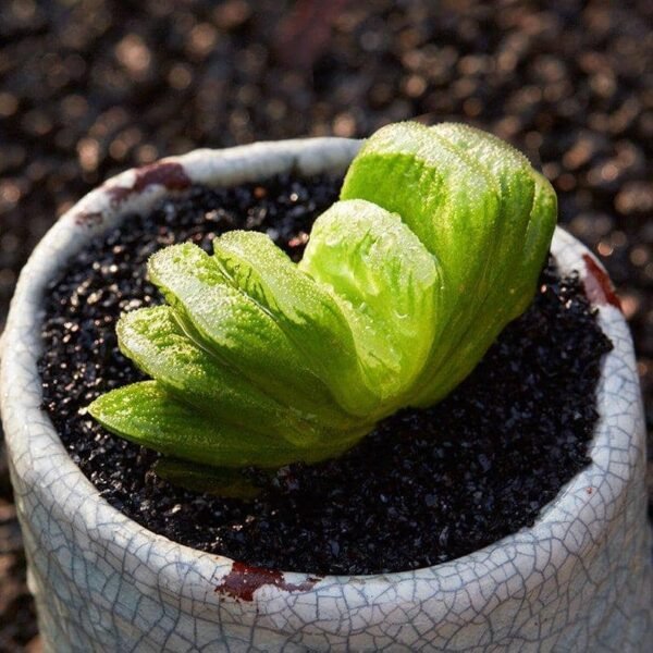Haworthia truncata Schnland