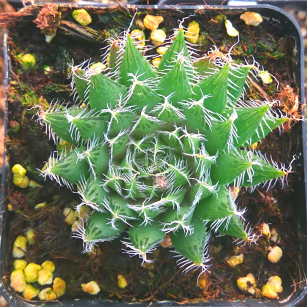 Haworthia Bolusii Baker Var. Blackbeardiana Bayer