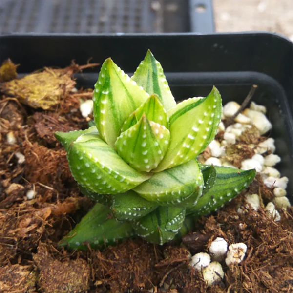 Haworthia Coarctata Haw. Variegated