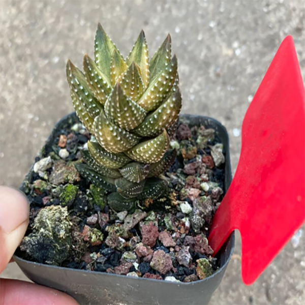 Haworthia Coarctata F. Chalwinii Variegata