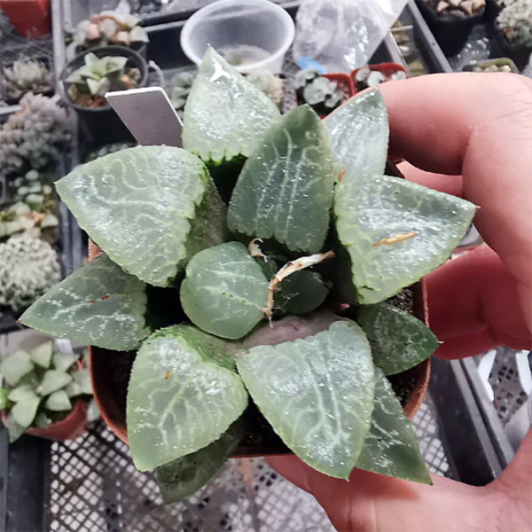 Haworthia Comptoniana Garasu