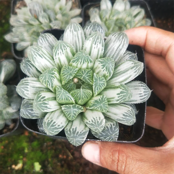 Haworthia cooperi var. pilifera cv. variegata