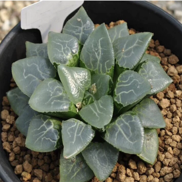 Haworthia Correcta Grass Window Ikeda