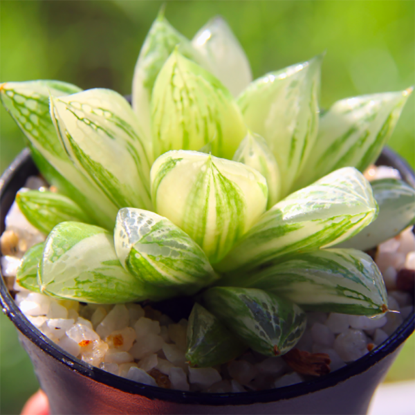 Haworthia Cymbiformis Var. Cymbiformis Variegata