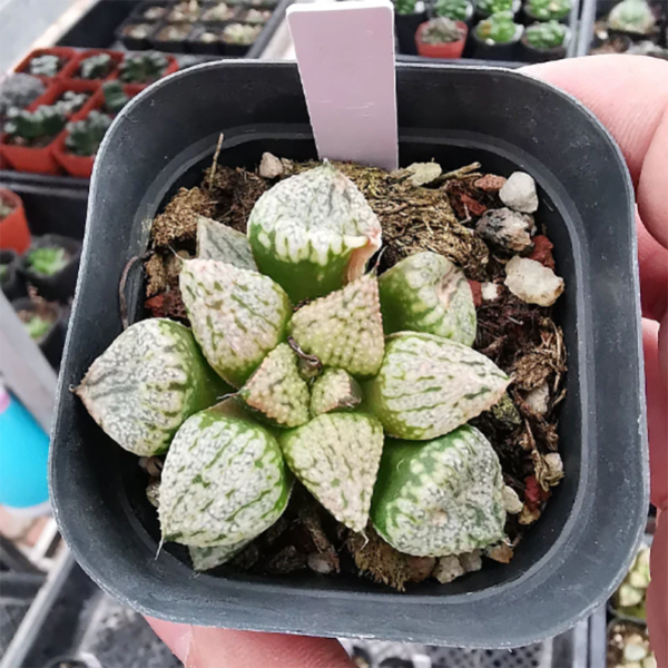 Haworthia Emelyae Pandora