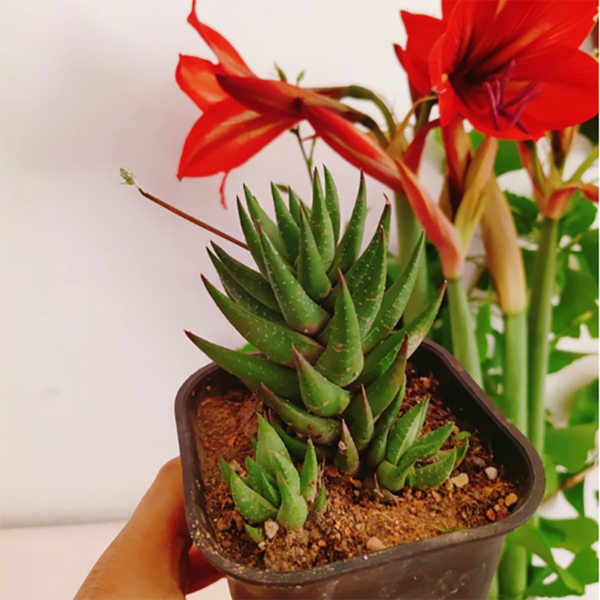 Haworthia Glauca (Baker) G. D. Rowley var. herrei (Poelln.) M. B. Bayer