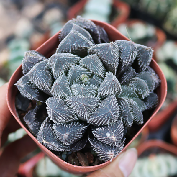 Haworthia Keganii x Haworthia Cooperi Var. Venusta