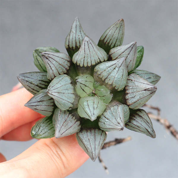 Haworthia Magnifica V.Atrofusca