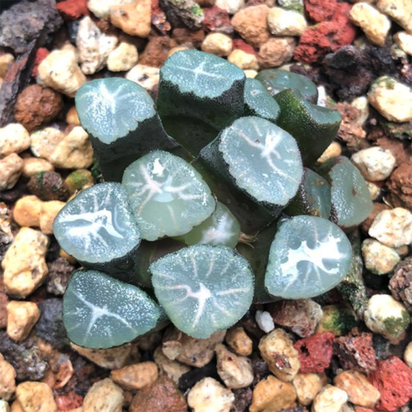 Haworthia Maughanii Yukiguni