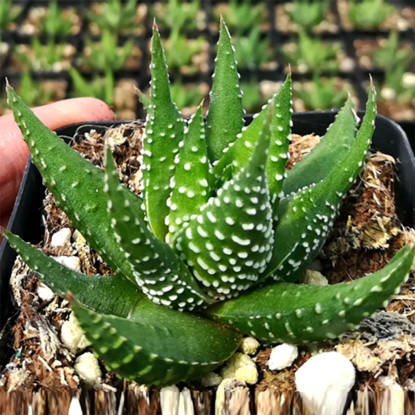 Haworthia Minima Baker Swellens