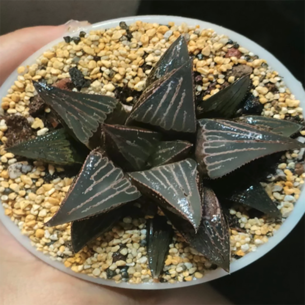 Haworthia Mirabilis Var. Badia