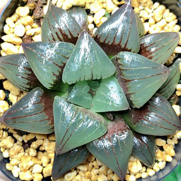 Haworthia Mirabilis Var. Sublineata (Poelln.) Pilbeam