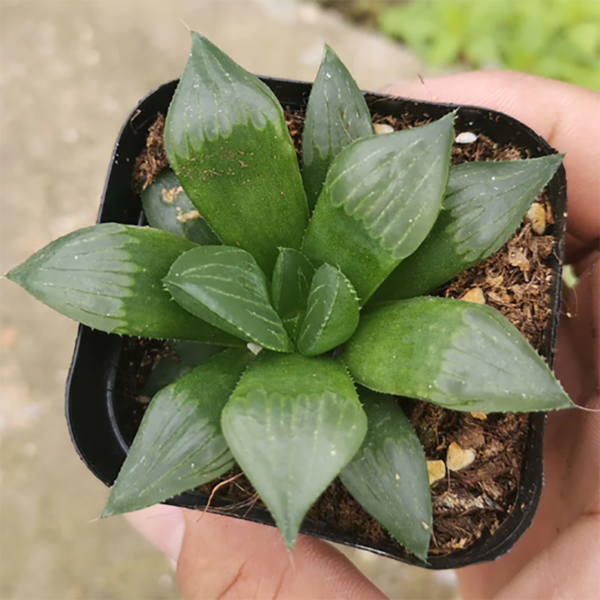 Haworthia Monticola Fourc. Var. Asema M. B. Bayer