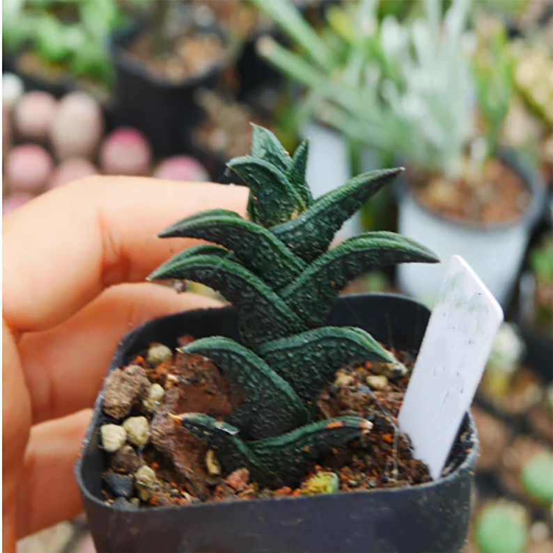 Haworthia Nigra (Haw.) G. D. Rowley