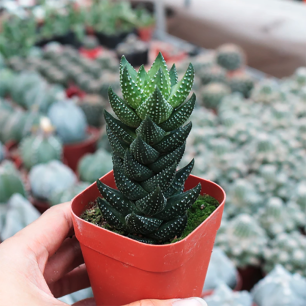 Haworthia Reinwardtii var. Chalwini