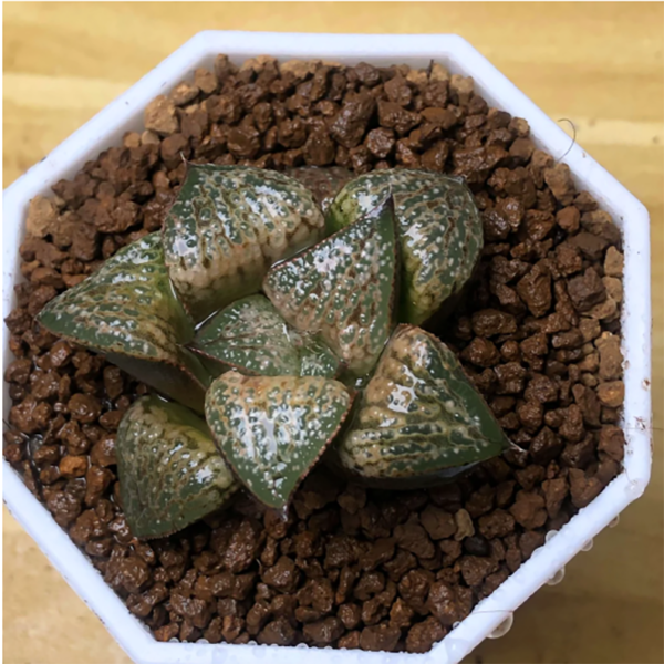 Haworthia Splendens Hana Aoi