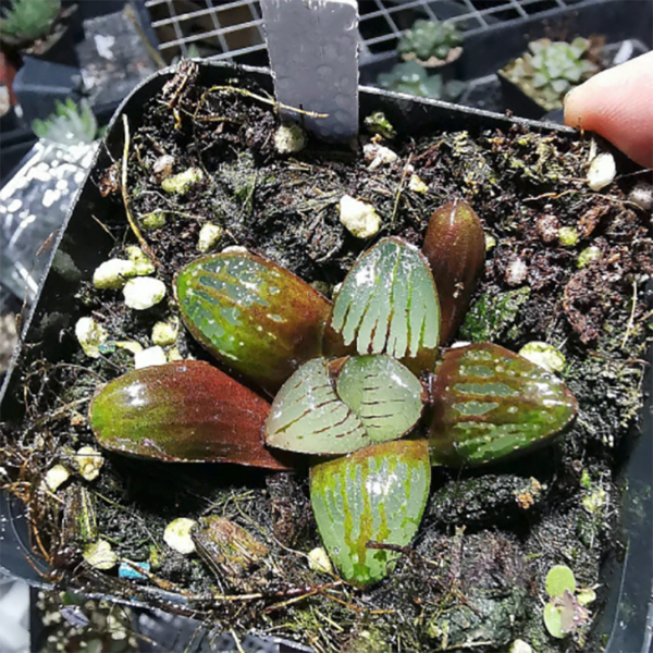 Haworthia Springbokvlakensis