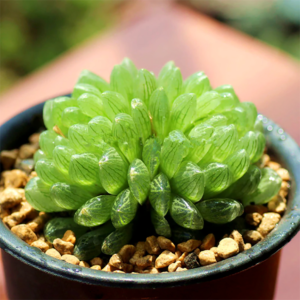 Haworthia Transiens