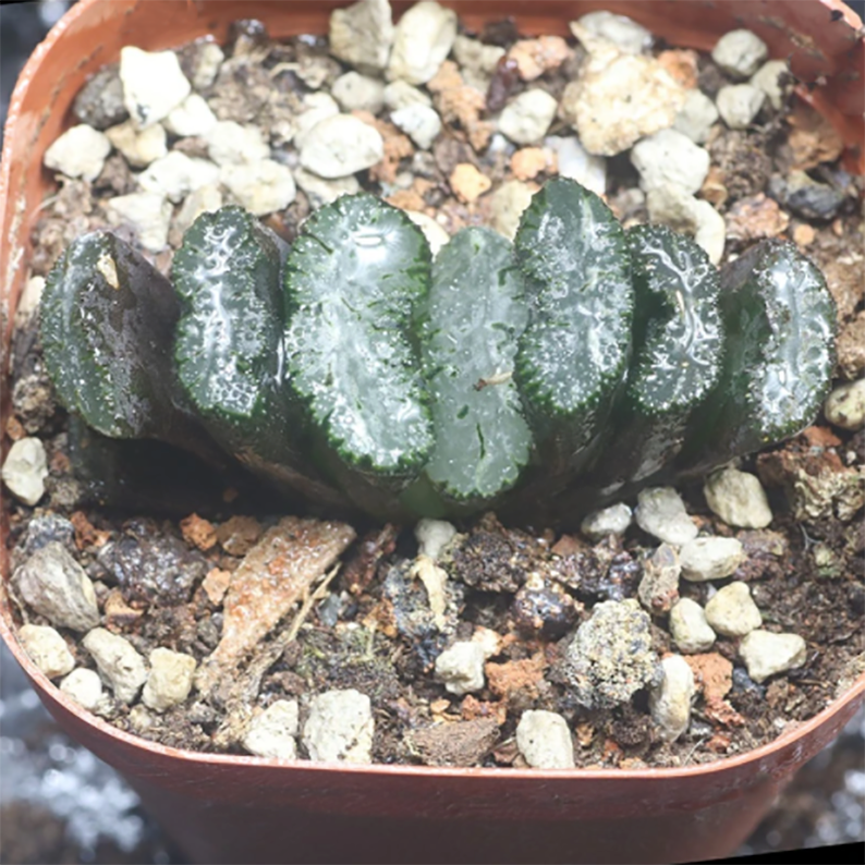 Haworthia Truncata 'Araiso'