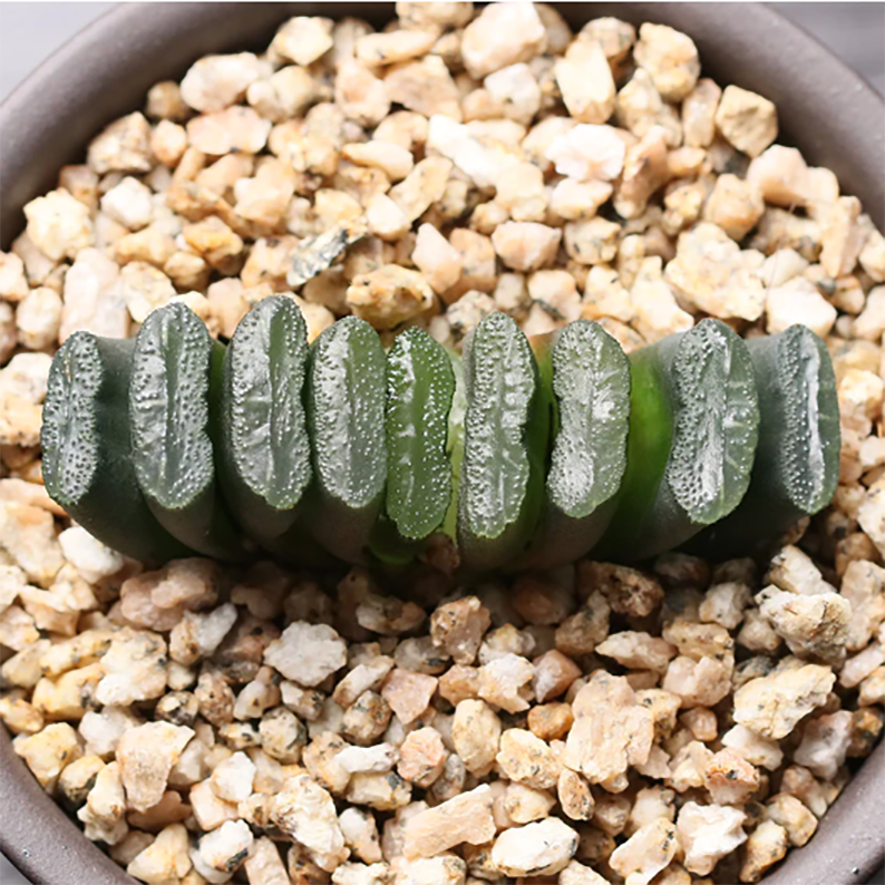 Haworthia Truncata Boku