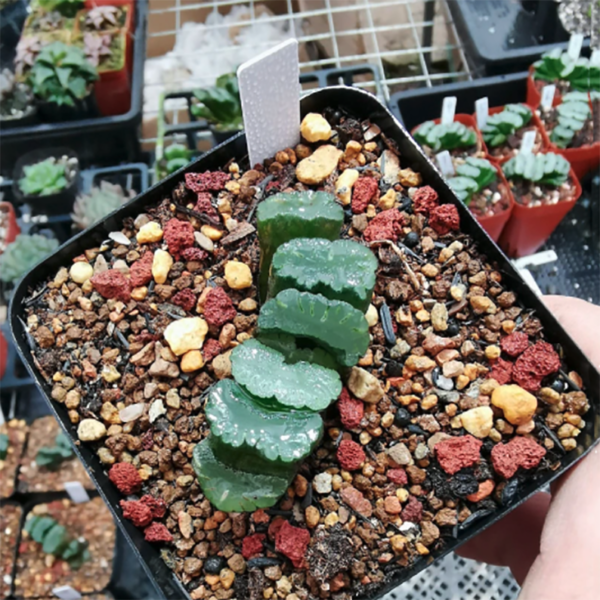 Haworthia Truncata 'KIGANJYOU'
