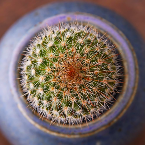 Hedgehog Cactus Echinocereus