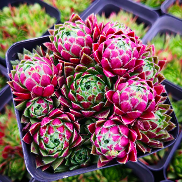 Sempervivum Tectorum 'Jov.Soblifera'