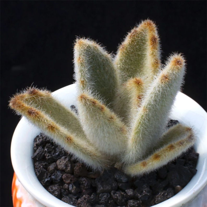 Kalanchoe Tomentosa Super Duper