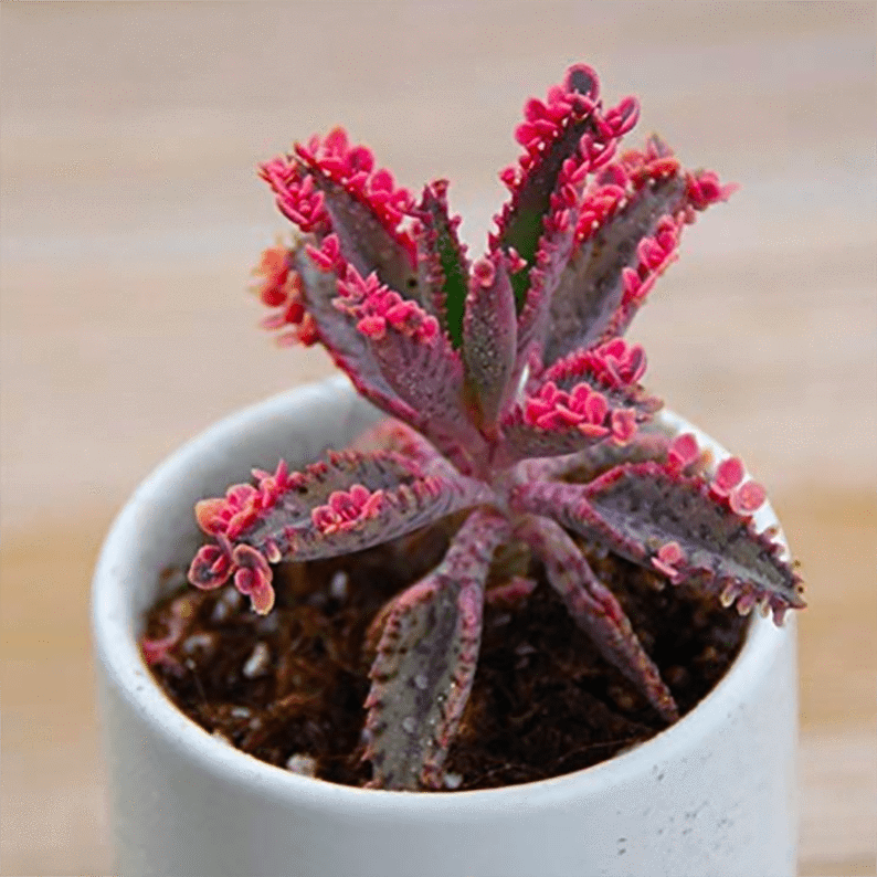 Kalanchoe Daigremontiana Variegata