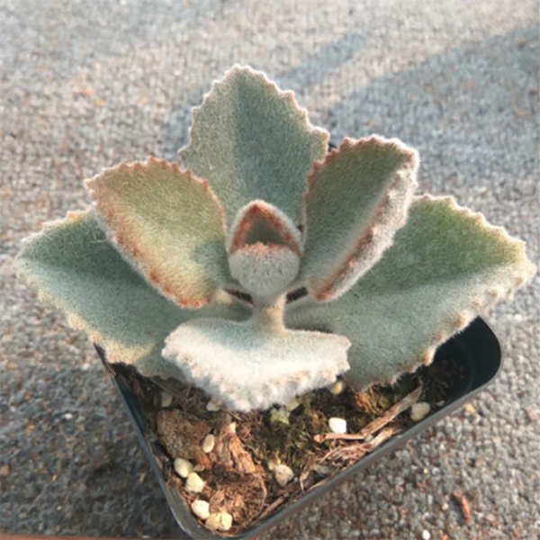 Kalanchoe Roseleaf