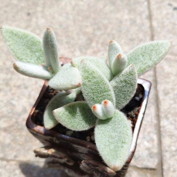 Kalanchoe Eriophylla Hilsenberg & Bojer ex Tulasne