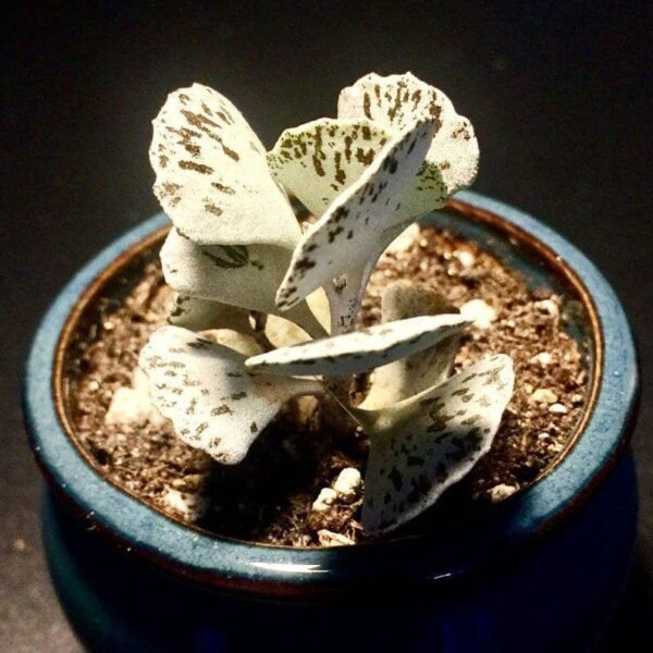 Kalanchoe Rhombopilosa