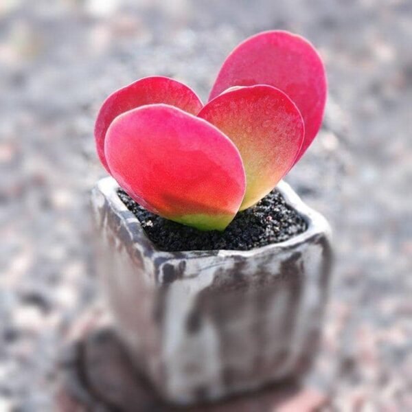 Kalanchoe Thyrsiflora