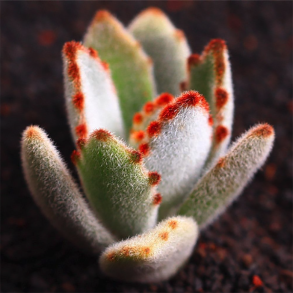 Kalanchoe Tomentosa