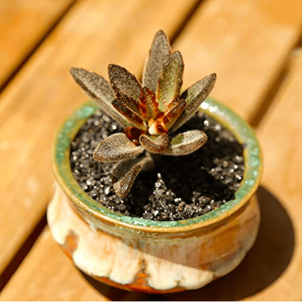 Kalanchoe Tomentosa 'Chocolate Soldier'