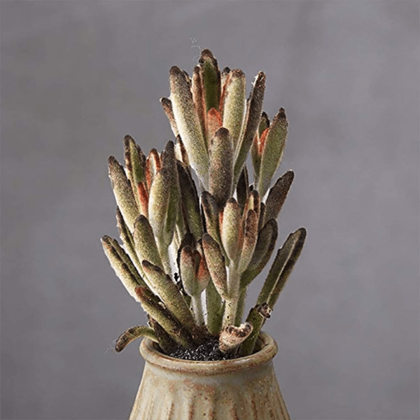 Kalanchoe Tomentosa 'Chocolate Soldier'